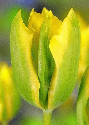 FORMOSA - GREEN AND YELLOW TULIP