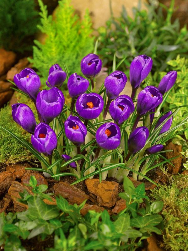 FLOWER RECORD - DARK PURPLE CROCUS