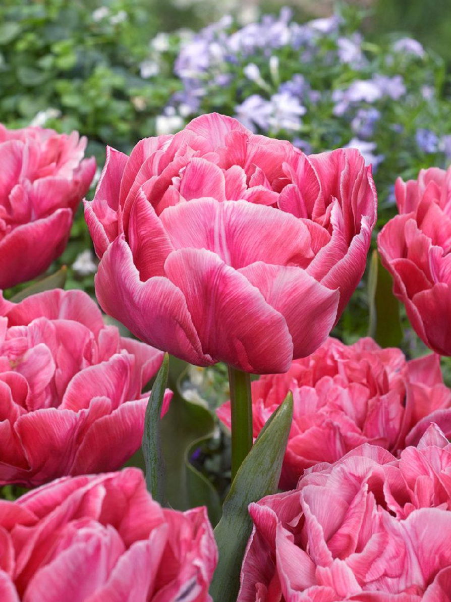 AVEYRON - PINK TULIP