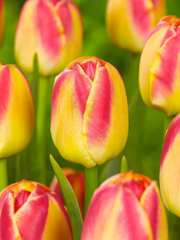 CANDY CORNER - YELLOW AND RED TULIP