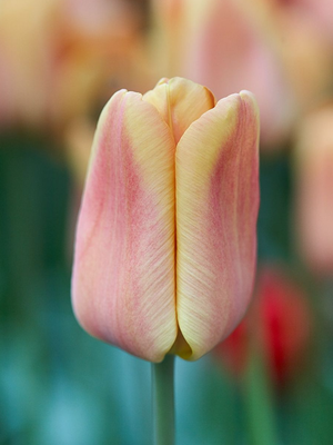 APRICOT FOXX - SALMON TULIP