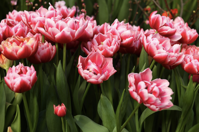 COLUMBUS - PINK PEONY TULIP