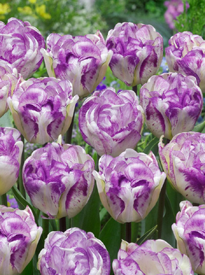 DOUBLE SHIRLEY - WHITE AND PURPLE TULIP