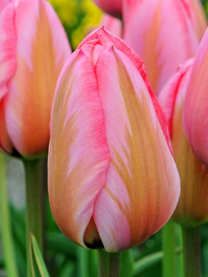 IMPRESSION - TULIP