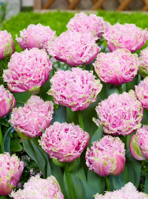 CAIRNS - PINK TULIP
