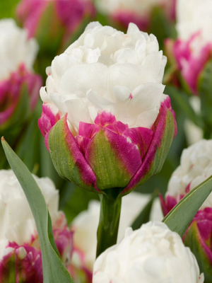 ICE CREAM - PINK AND WHITE TULIP