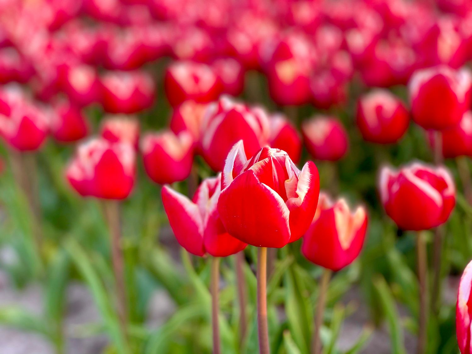 LEEN VAN DER MARK - RED AND WHITE TULIP