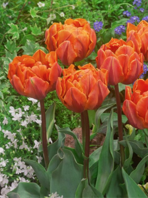 ORANGE PRINCESS - ORANGE TULIP