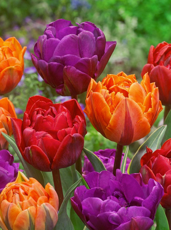 DOUBLE MIX - TULIPS