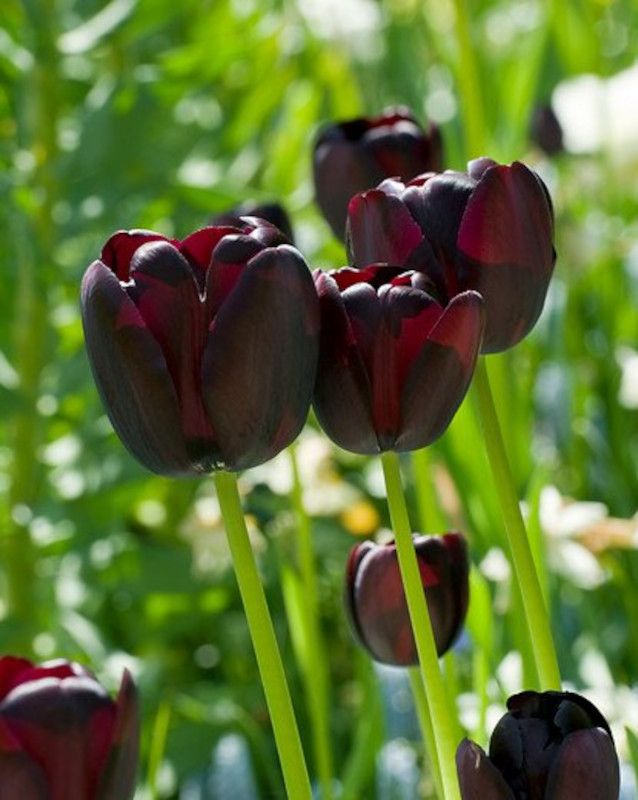 QUEEN OF NIGHT - BLACK TULIP