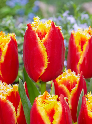 DAVENPORT - RED AND YELLOW TULIP