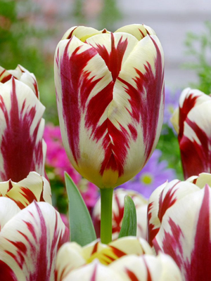 GRAND PERFECTION - WHITE AND RED TULIP