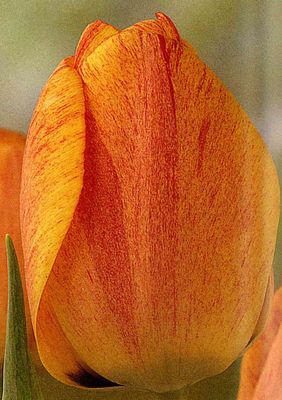 GUDOSHNIK - RED AND YELLOW TULIP