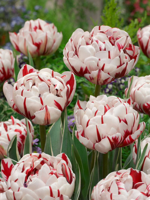 CARNEVAL DE NICE - WHITE AND RED TULIP