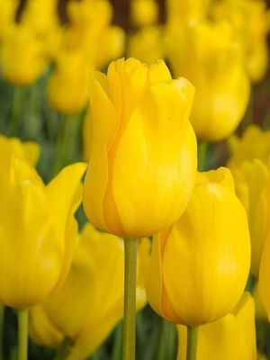 JAN VAN NES - GOLDEN TULIP