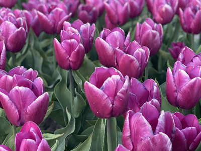 PURPLE PRINCE - PURPLE TULIP
