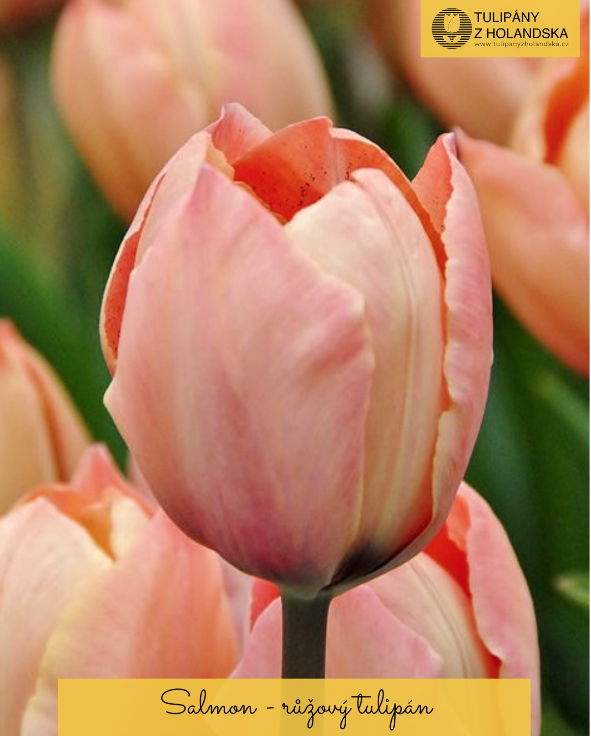 SALMON - PINK TULIP