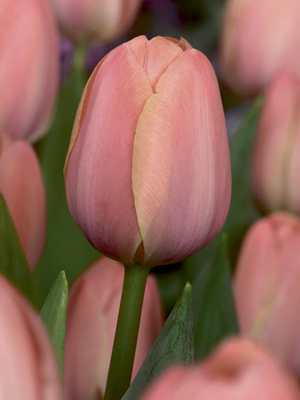 MYSTIK - PINK TULIP
