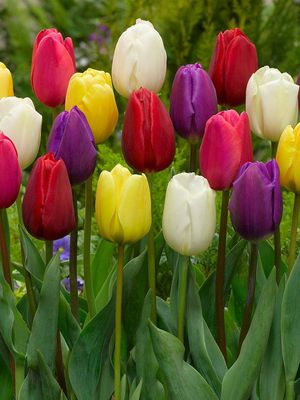 MIX - COLORFUL TULIPS
