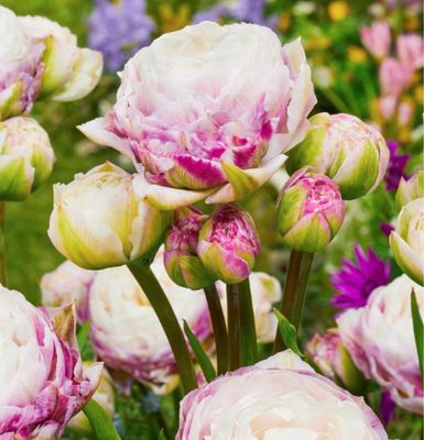 DOUBLE SURPRISE - TULIPA ALĂ ȘI ROZ