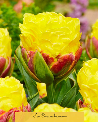 ICE CREAM - YELLOW-RED TULIP