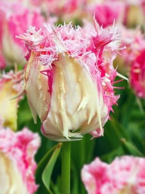 DRAK - PINK TULIP