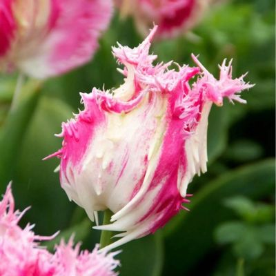 DRAK - PINK TULIP
