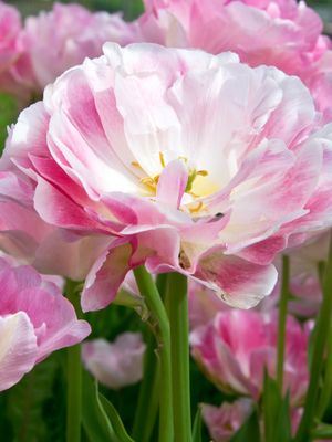 ANGELIQUE - PINK AND WHITE TULIP