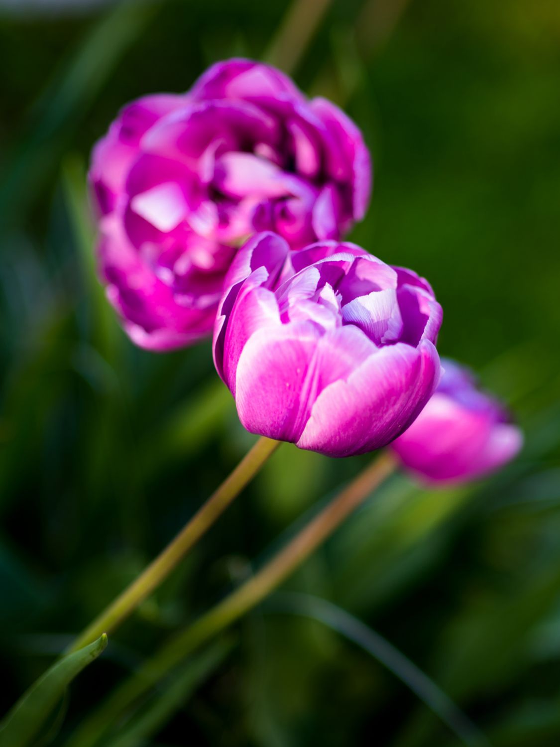 BLUE DIAMOND - PURPLE TULIP