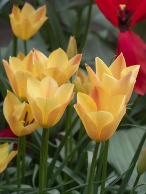 BATALINI BRONZE CHARM - BROWN TULIP