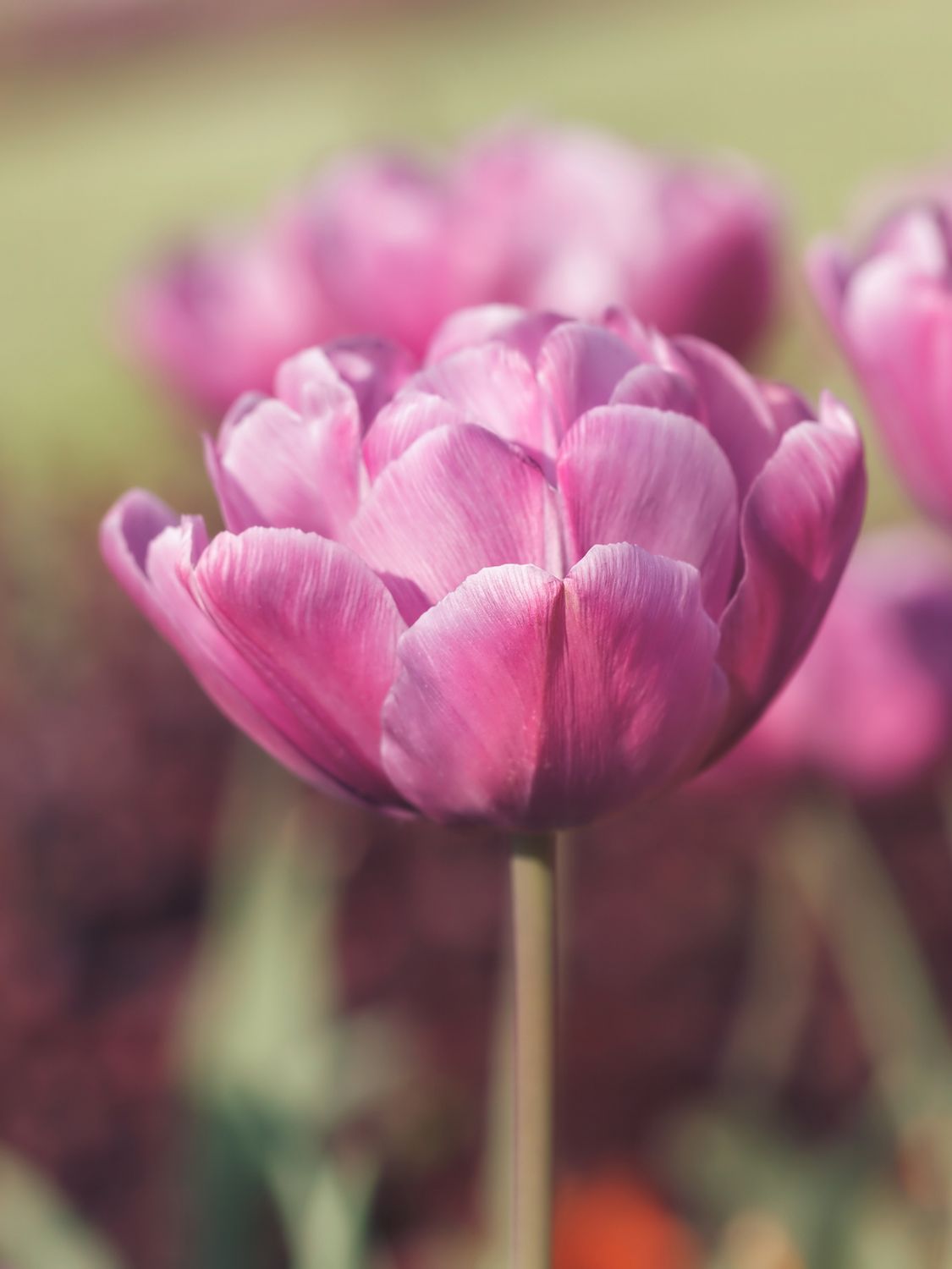 BLUE DIAMOND - PURPLE TULIP