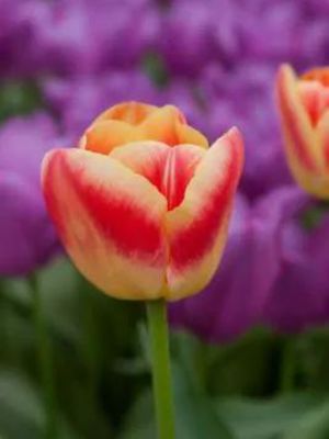 CANDY CORNER – SÁRGA-PIROS TULIPÁN