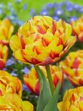 BONANZA - ROT-GELBE TULPE