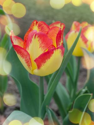 CAPE TOWN - YELLOW-RED TULIP