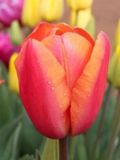 CHARADE - ORANGE TULIP