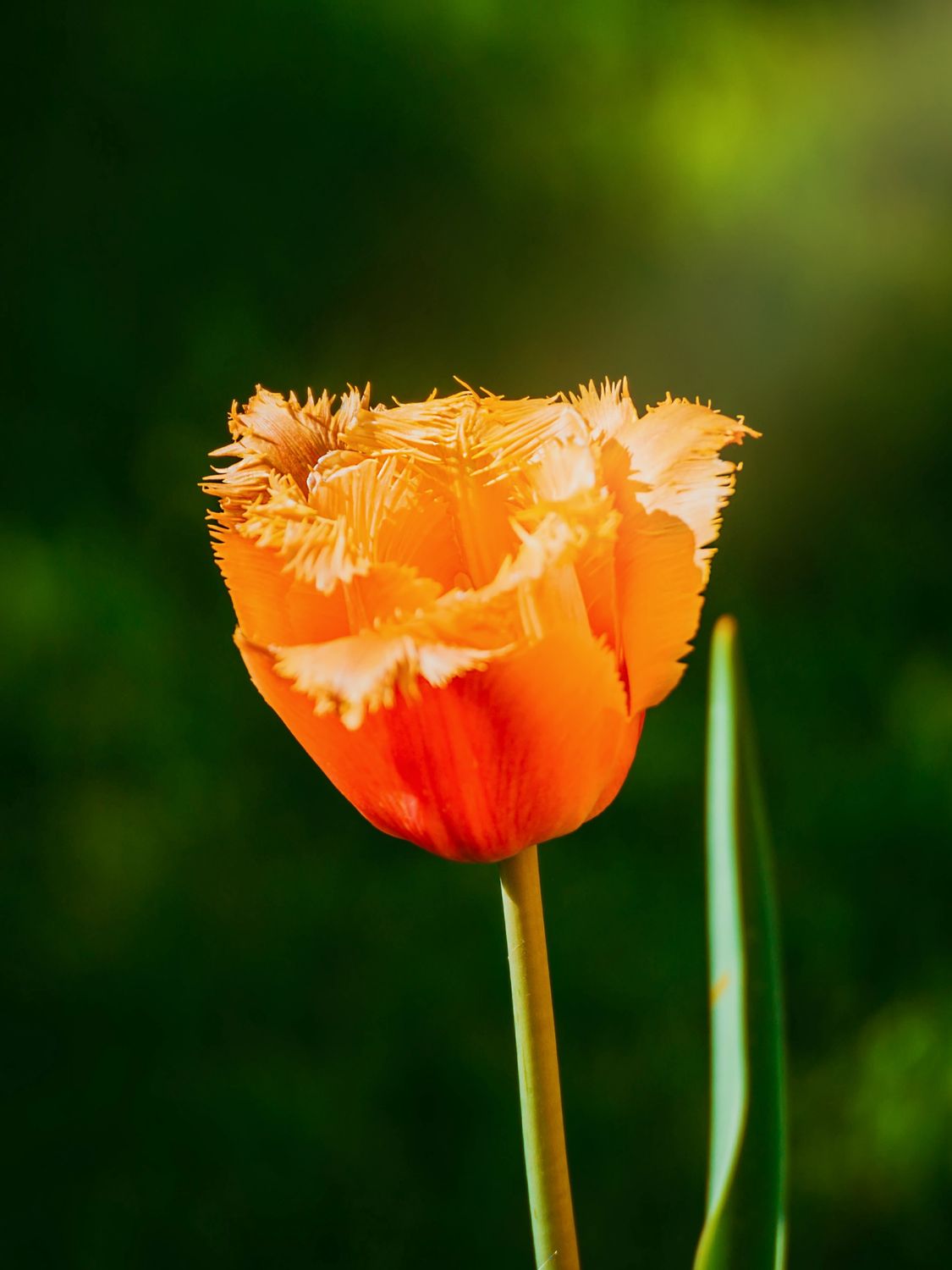 DAVENPORT - RED AND YELLOW TULIP