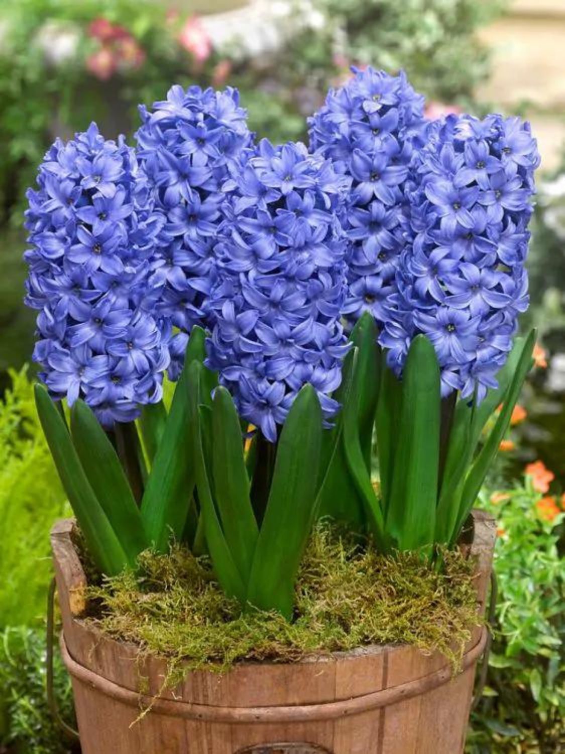 DELFT BLUE - PURPLE HYACINTH
