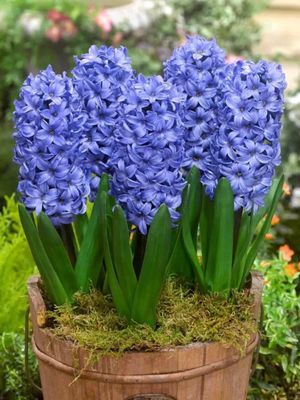 DELFT BLUE - PURPLE HYACINTH