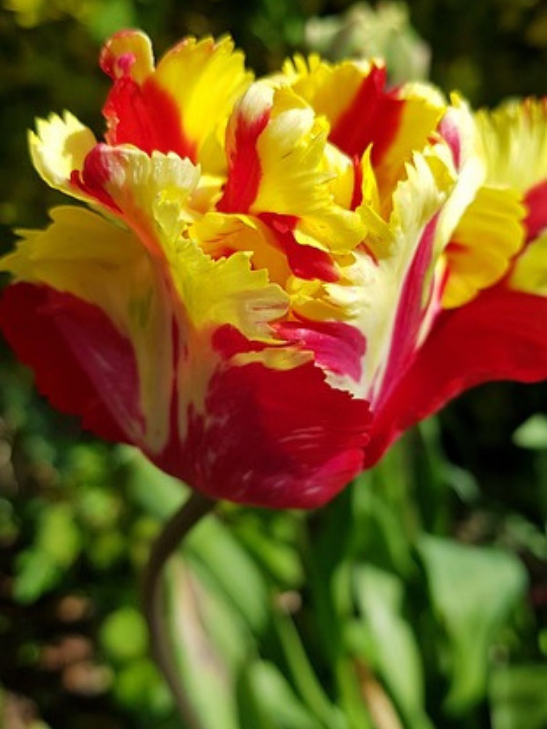 FLAMING PARROT - YELLOW-RED TULIP