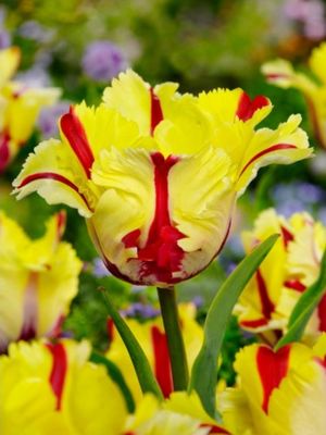 FLAMING PARROT - YELLOW-RED TULIP