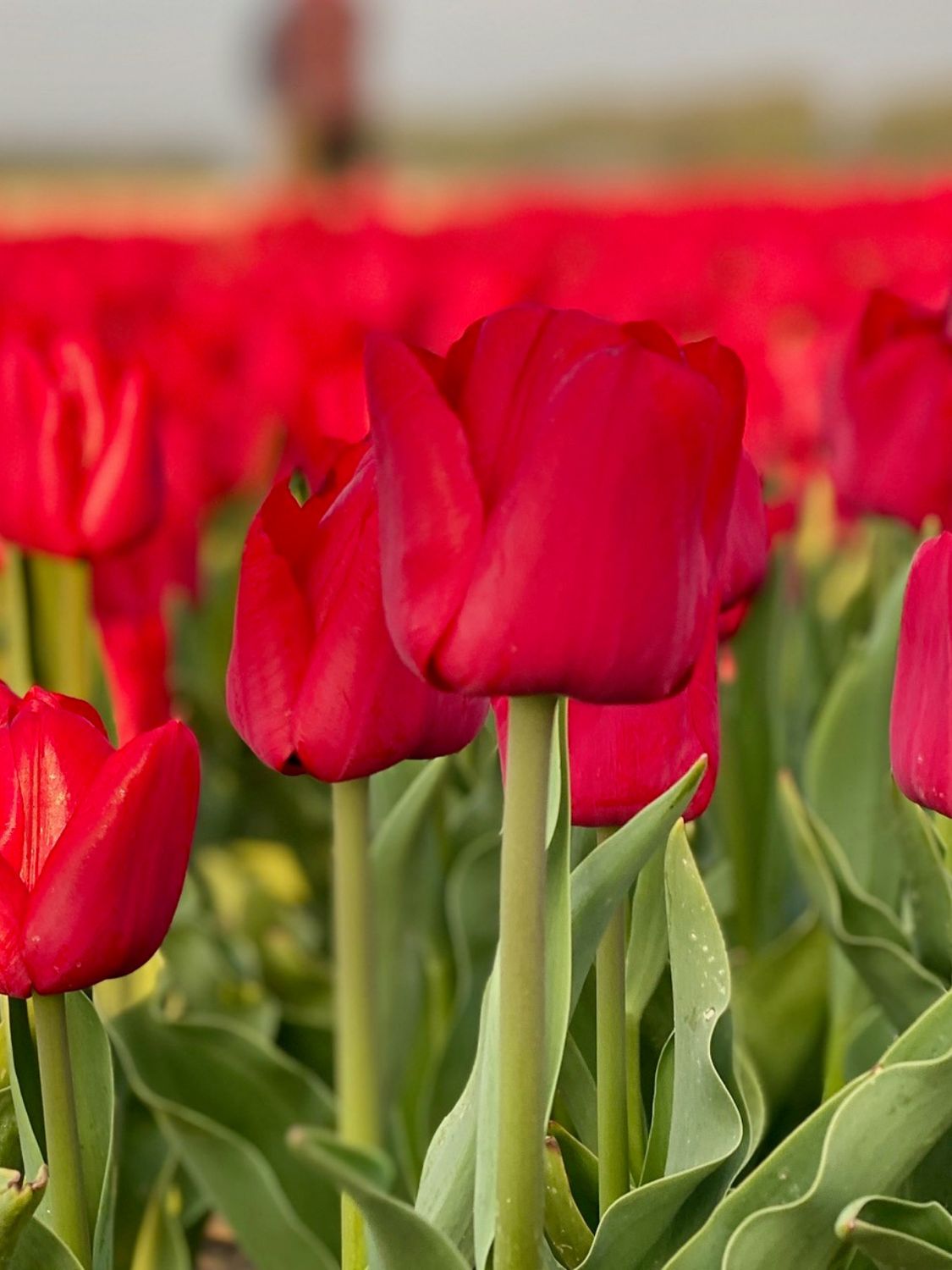 ILE DE FRANCE - RED TULIP