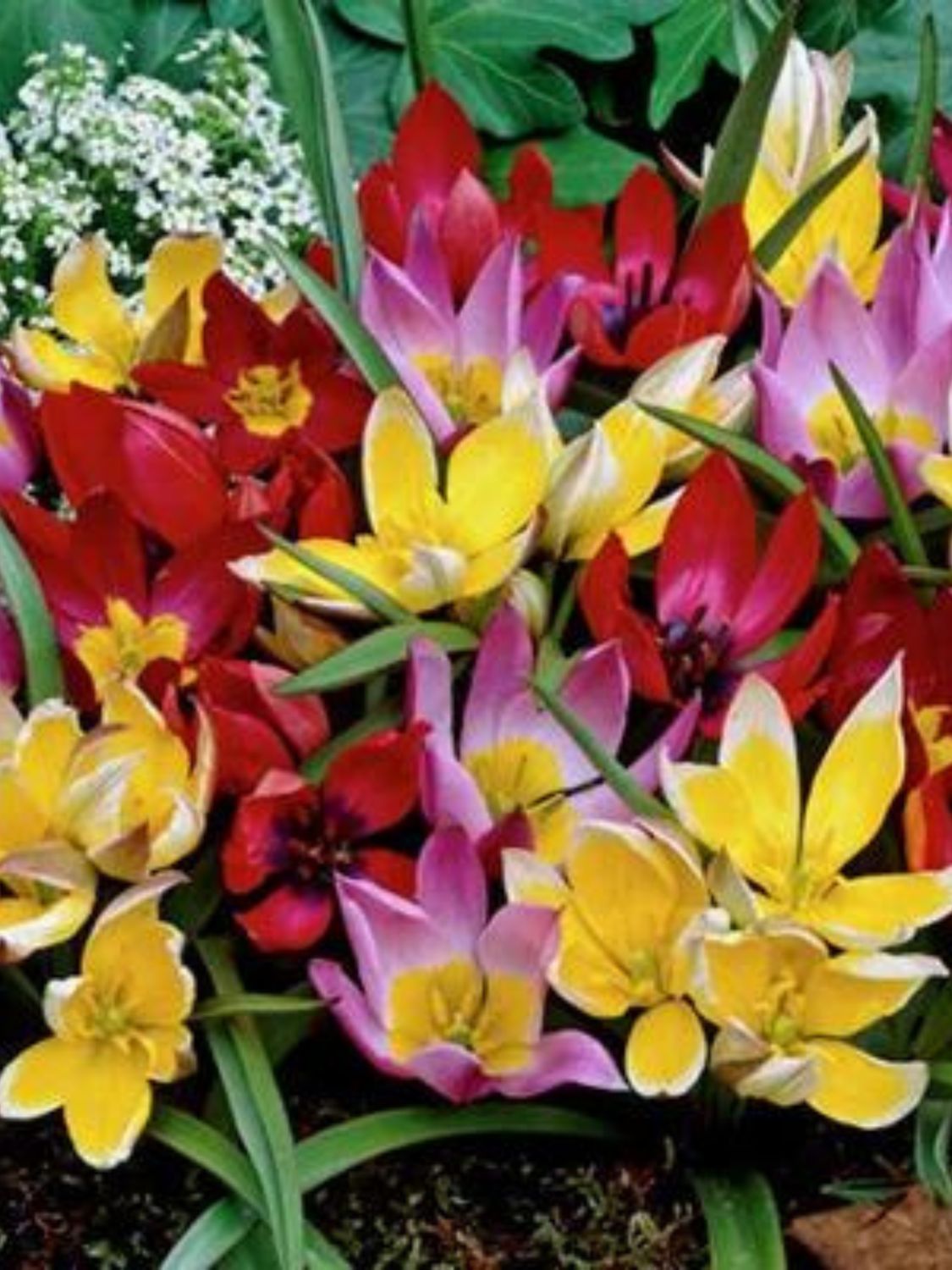MIX - WILD TULIPS