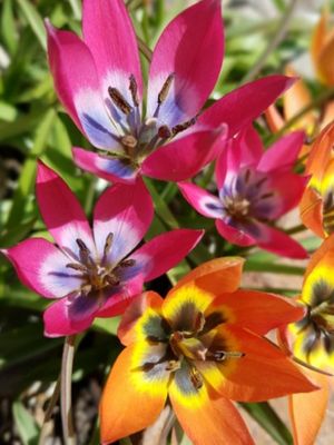 MIX - WILD TULIPS
