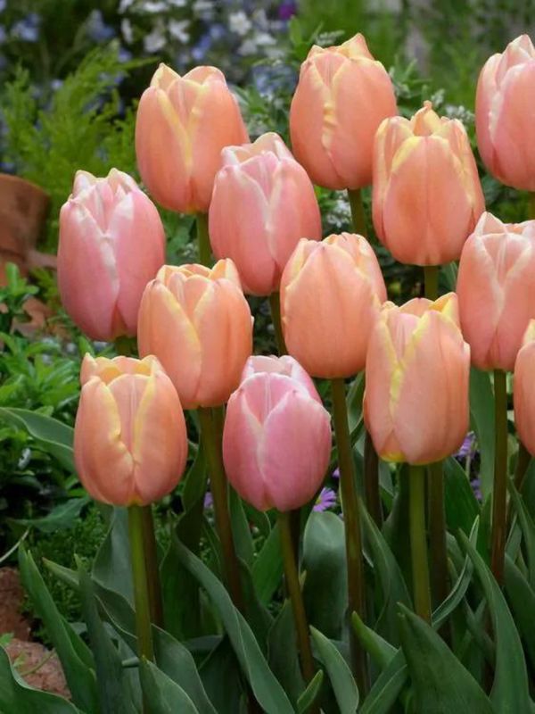 MANGO - PINK AND YELLOW TULIP