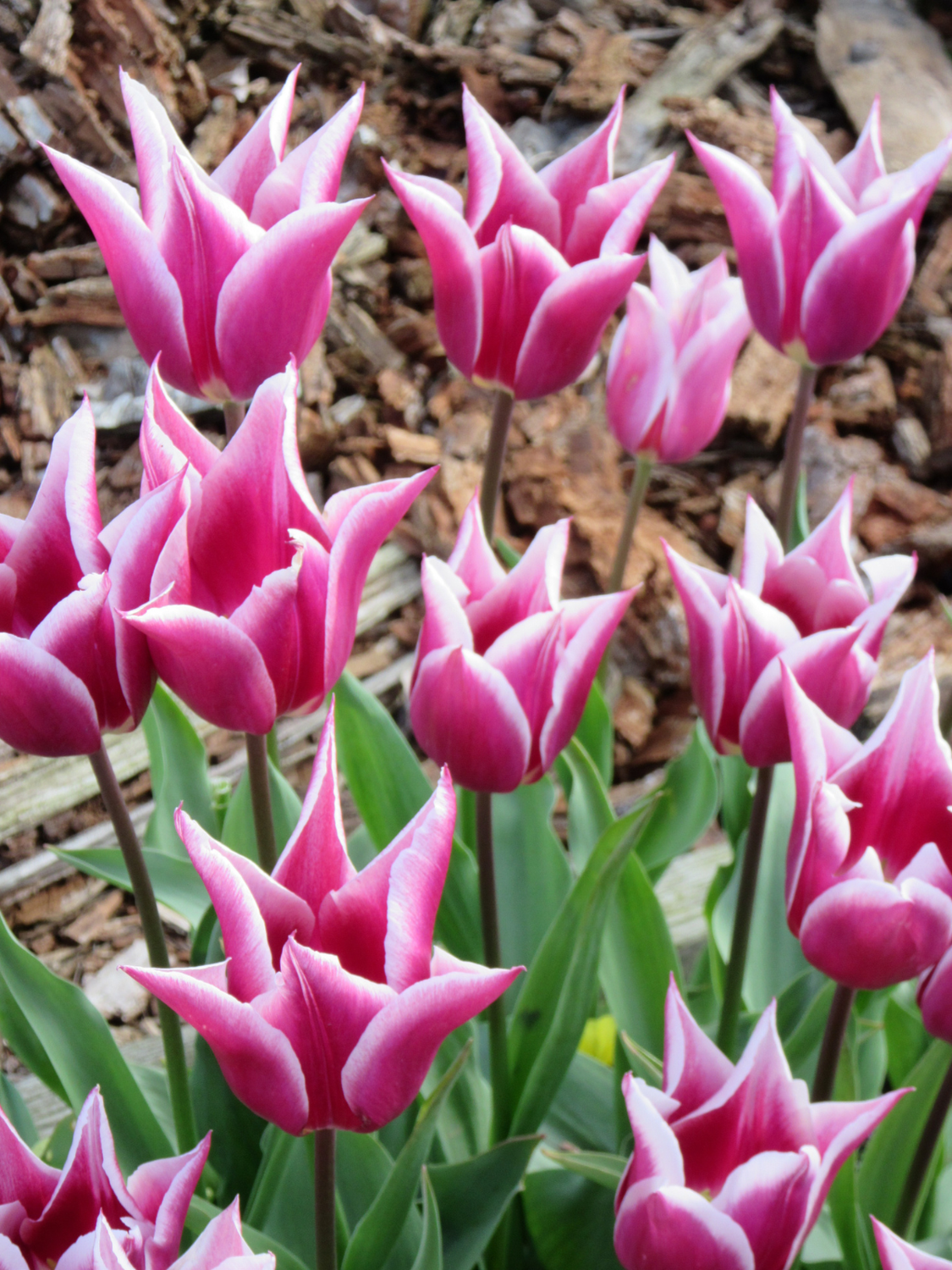 CLAUDIA - PURPLE AND WHITE TULIP