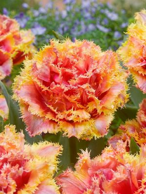 BRISBANE - PINK AND YELLOW TULIP