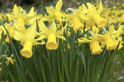 TETE TETE - YELLOW Daffodil