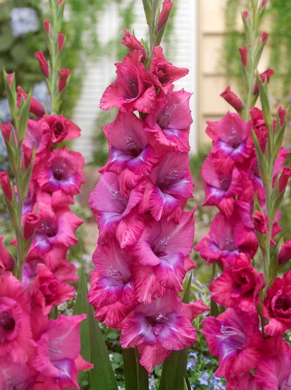 DARK PINK - GLADIOLUS