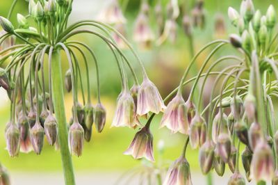GARLIC - SICILIAN - NECTAROSCORDUM