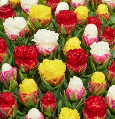 ICE CREAM MIX - TULIPS